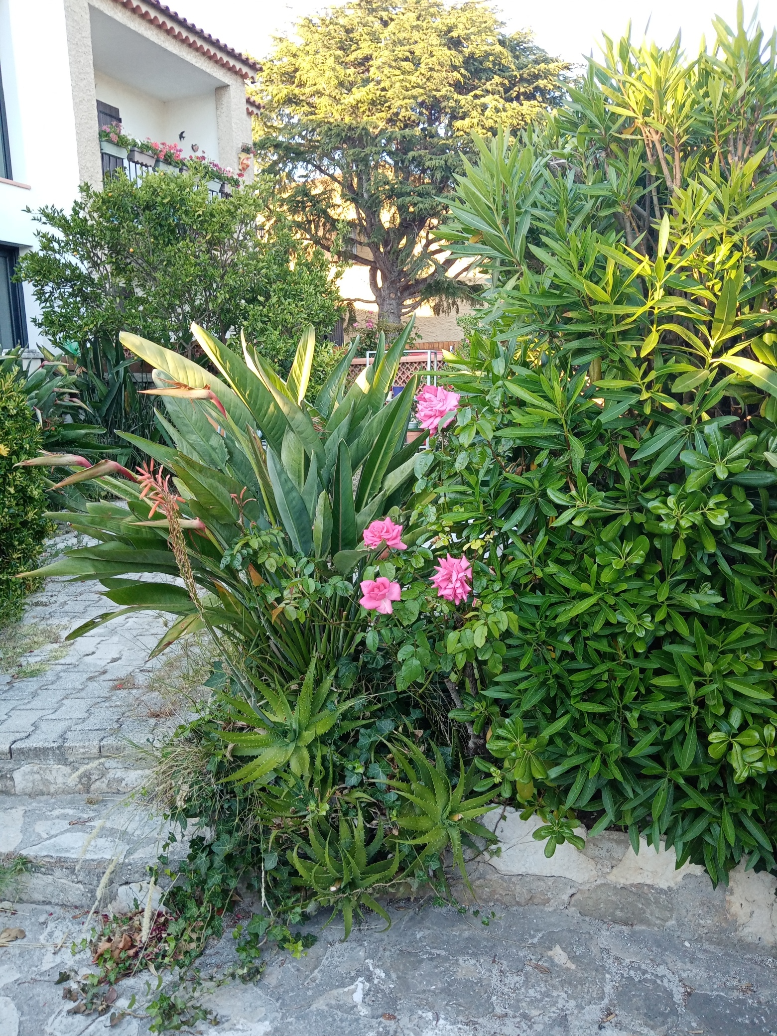 Vegetation at the entrance of the house