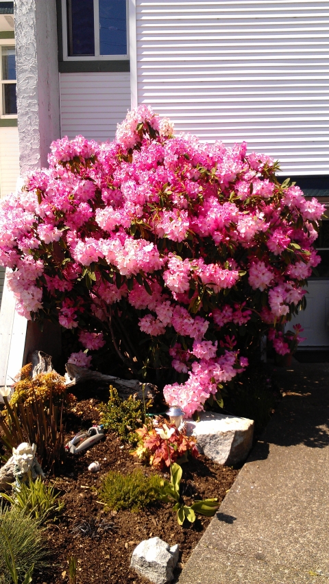 We are Centrally located in the town of Comox. Short access to beaches, mountains, shopping