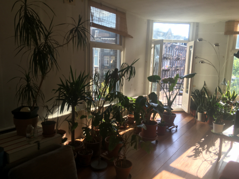 plant house