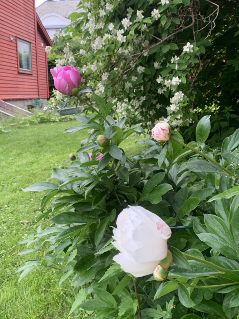 Family friendly house in Oslo with lush garden close to the city center and Vigeland park