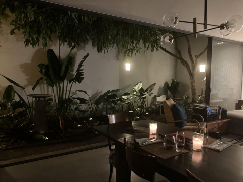 Guadalajara, MX: Modern house with cats in walkable, upscale area