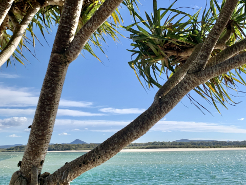 Welcome to ‘Birds & Beach’ in Noosa, QLD, Australia