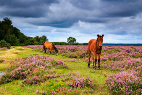Family home in the New Forest